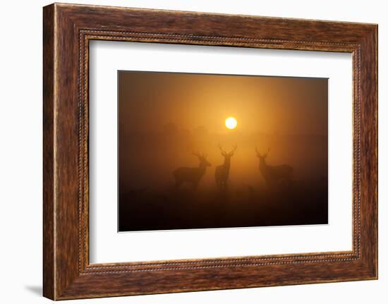 Three Red Deer Stags in the Early Morning at Richmond Park, London, England-Alex Saberi-Framed Photographic Print