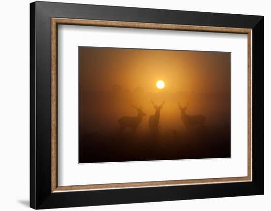 Three Red Deer Stags in the Early Morning at Richmond Park, London, England-Alex Saberi-Framed Photographic Print