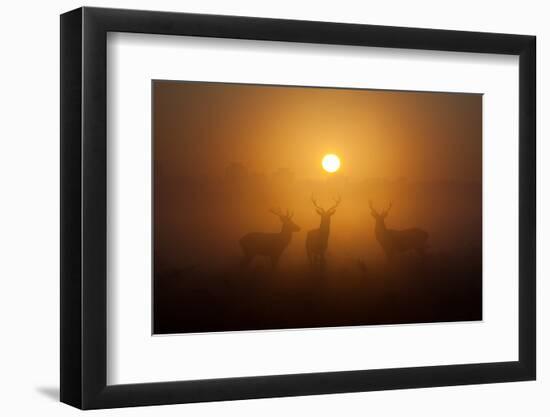 Three Red Deer Stags in the Early Morning at Richmond Park, London, England-Alex Saberi-Framed Photographic Print