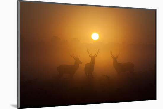 Three Red Deer Stags in the Early Morning at Richmond Park, London, England-Alex Saberi-Mounted Photographic Print