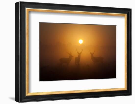 Three Red Deer Stags in the Early Morning at Richmond Park, London, England-Alex Saberi-Framed Photographic Print