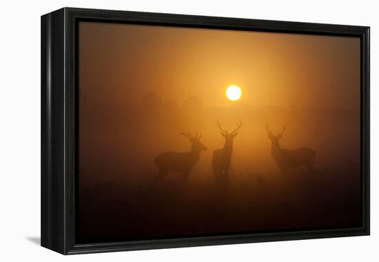 Three Red Deer Stags in the Early Morning at Richmond Park, London, England-Alex Saberi-Framed Premier Image Canvas