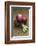 Three Red Onions on Wooden Background-Vladimir Shulevsky-Framed Photographic Print