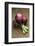 Three Red Onions on Wooden Background-Vladimir Shulevsky-Framed Photographic Print