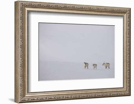 Three Reindeers walking across snow, Svalbard, Norway-Danny Green-Framed Photographic Print