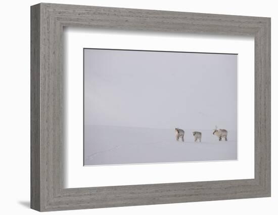 Three Reindeers walking across snow, Svalbard, Norway-Danny Green-Framed Photographic Print