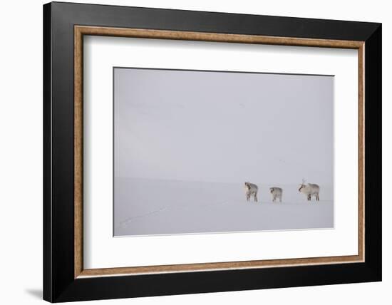 Three Reindeers walking across snow, Svalbard, Norway-Danny Green-Framed Photographic Print