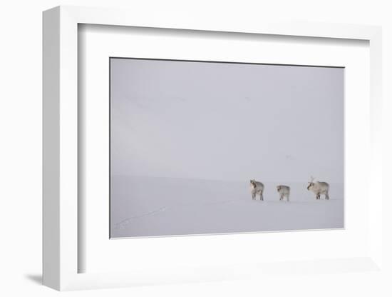 Three Reindeers walking across snow, Svalbard, Norway-Danny Green-Framed Photographic Print