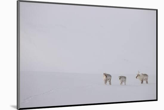 Three Reindeers walking across snow, Svalbard, Norway-Danny Green-Mounted Photographic Print