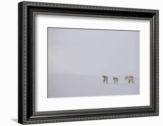 Three Reindeers walking across snow, Svalbard, Norway-Danny Green-Framed Photographic Print