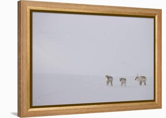 Three Reindeers walking across snow, Svalbard, Norway-Danny Green-Framed Premier Image Canvas