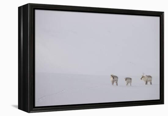 Three Reindeers walking across snow, Svalbard, Norway-Danny Green-Framed Premier Image Canvas