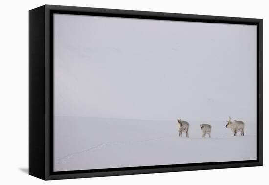 Three Reindeers walking across snow, Svalbard, Norway-Danny Green-Framed Premier Image Canvas