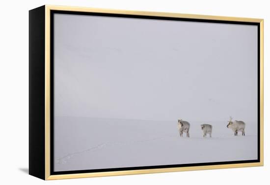 Three Reindeers walking across snow, Svalbard, Norway-Danny Green-Framed Premier Image Canvas