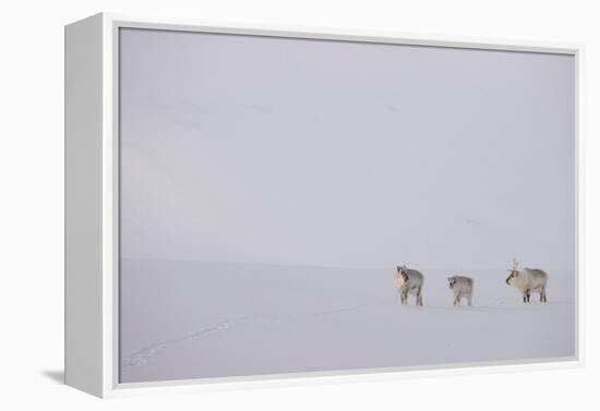 Three Reindeers walking across snow, Svalbard, Norway-Danny Green-Framed Premier Image Canvas