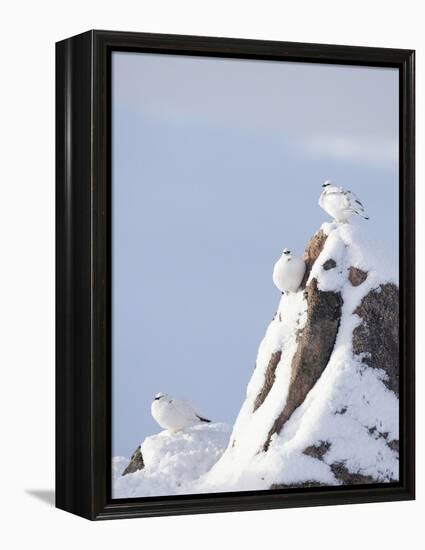 Three Rock Ptarmigan (Lagopus Mutus) Perched, Winter Plumage, Cairngorms Np, Highlands, Scotland-Peter Cairns-Framed Premier Image Canvas