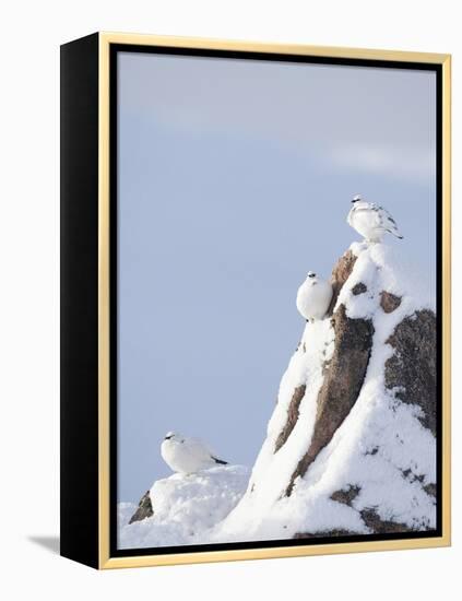 Three Rock Ptarmigan (Lagopus Mutus) Perched, Winter Plumage, Cairngorms Np, Highlands, Scotland-Peter Cairns-Framed Premier Image Canvas