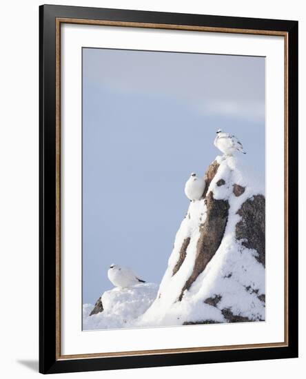 Three Rock Ptarmigan (Lagopus Mutus) Perched, Winter Plumage, Cairngorms Np, Highlands, Scotland-Peter Cairns-Framed Photographic Print