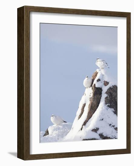 Three Rock Ptarmigan (Lagopus Mutus) Perched, Winter Plumage, Cairngorms Np, Highlands, Scotland-Peter Cairns-Framed Photographic Print