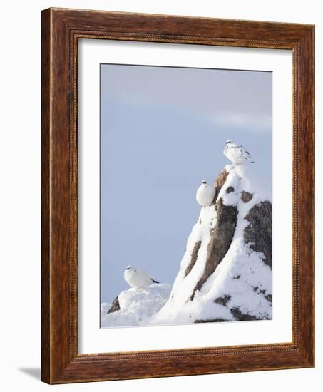 Three Rock Ptarmigan (Lagopus Mutus) Perched, Winter Plumage, Cairngorms Np, Highlands, Scotland-Peter Cairns-Framed Photographic Print