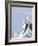 Three Rock Ptarmigan (Lagopus Mutus) Perched, Winter Plumage, Cairngorms Np, Highlands, Scotland-Peter Cairns-Framed Photographic Print