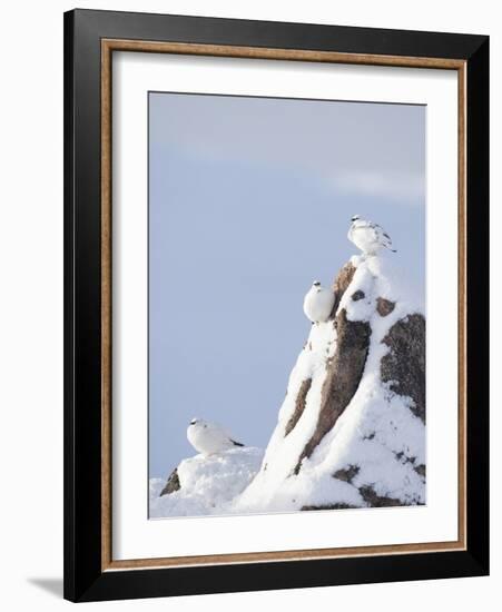 Three Rock Ptarmigan (Lagopus Mutus) Perched, Winter Plumage, Cairngorms Np, Highlands, Scotland-Peter Cairns-Framed Photographic Print