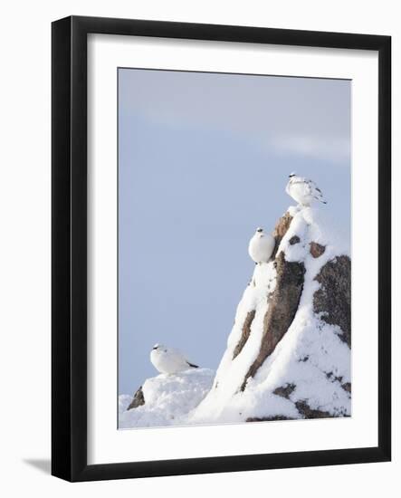 Three Rock Ptarmigan (Lagopus Mutus) Perched, Winter Plumage, Cairngorms Np, Highlands, Scotland-Peter Cairns-Framed Photographic Print