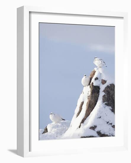 Three Rock Ptarmigan (Lagopus Mutus) Perched, Winter Plumage, Cairngorms Np, Highlands, Scotland-Peter Cairns-Framed Photographic Print