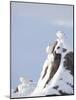 Three Rock Ptarmigan (Lagopus Mutus) Perched, Winter Plumage, Cairngorms Np, Highlands, Scotland-Peter Cairns-Mounted Photographic Print