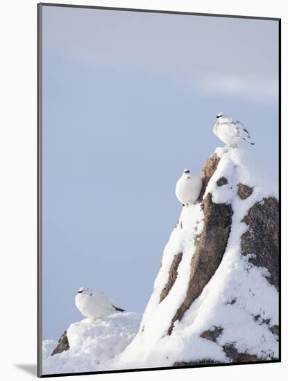 Three Rock Ptarmigan (Lagopus Mutus) Perched, Winter Plumage, Cairngorms Np, Highlands, Scotland-Peter Cairns-Mounted Photographic Print