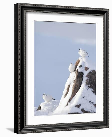 Three Rock Ptarmigan (Lagopus Mutus) Perched, Winter Plumage, Cairngorms Np, Highlands, Scotland-Peter Cairns-Framed Photographic Print