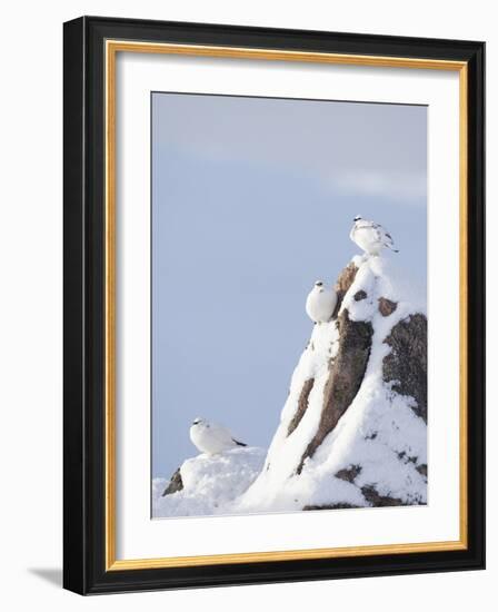 Three Rock Ptarmigan (Lagopus Mutus) Perched, Winter Plumage, Cairngorms Np, Highlands, Scotland-Peter Cairns-Framed Photographic Print