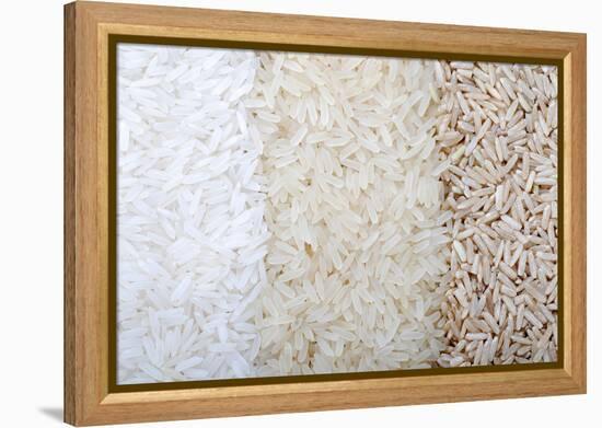 Three Rows of Rice Varieties-felker-Framed Premier Image Canvas