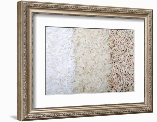 Three Rows of Rice Varieties-felker-Framed Photographic Print