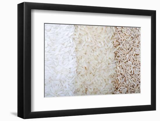 Three Rows of Rice Varieties-felker-Framed Photographic Print