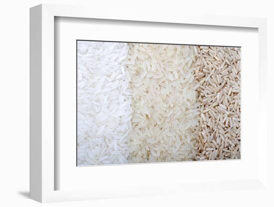 Three Rows of Rice Varieties-felker-Framed Photographic Print