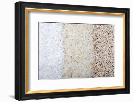 Three Rows of Rice Varieties-felker-Framed Photographic Print