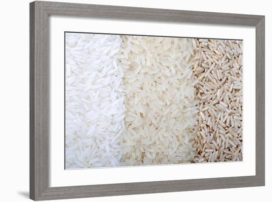 Three Rows of Rice Varieties-felker-Framed Photographic Print