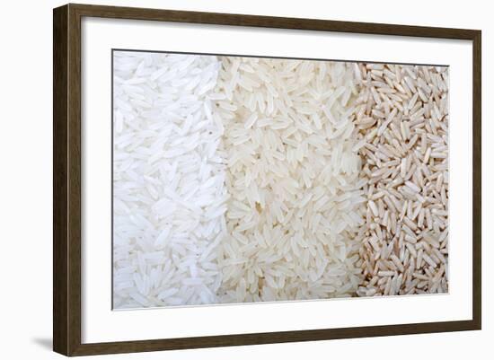 Three Rows of Rice Varieties-felker-Framed Photographic Print