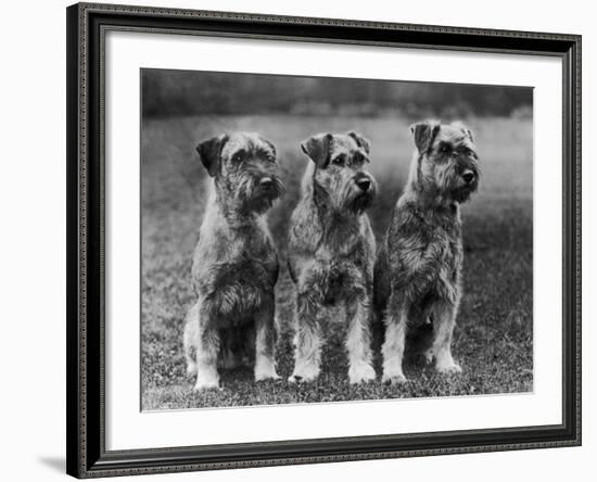 Three Schnauzers Sitting Together-null-Framed Photographic Print