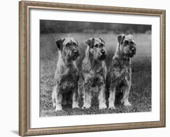 Three Schnauzers Sitting Together-null-Framed Photographic Print