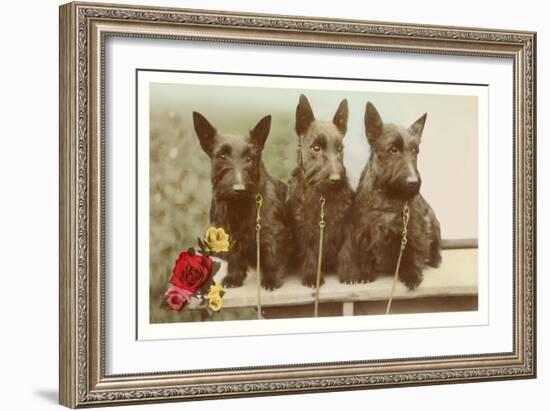 Three Scottie Dogs on Leashes-null-Framed Art Print