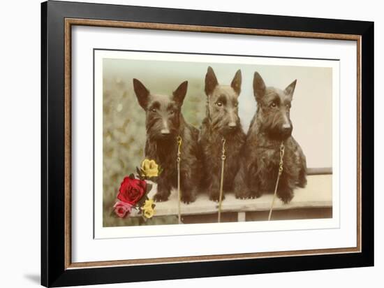 Three Scottie Dogs on Leashes-null-Framed Art Print