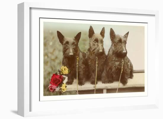 Three Scottie Dogs on Leashes-null-Framed Art Print