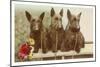 Three Scottie Dogs on Leashes-null-Mounted Art Print