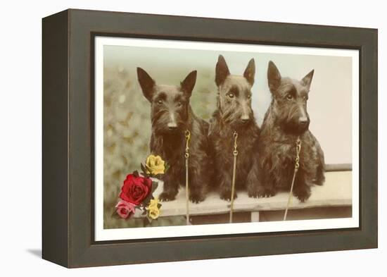 Three Scottie Dogs on Leashes-null-Framed Stretched Canvas