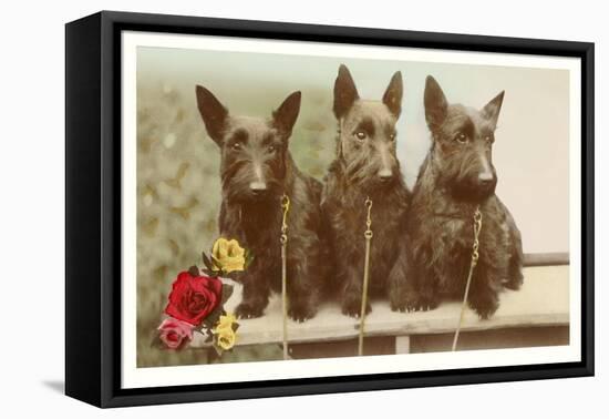 Three Scottie Dogs on Leashes-null-Framed Stretched Canvas