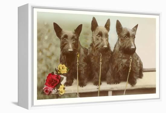 Three Scottie Dogs on Leashes-null-Framed Stretched Canvas