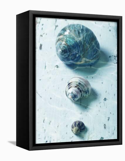 Three Seashells-null-Framed Premier Image Canvas