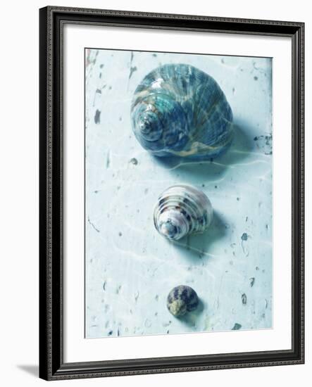 Three Seashells-null-Framed Photographic Print